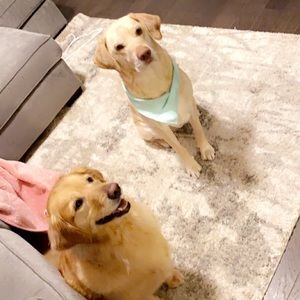 Meet your Posher, Alicia